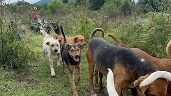 Los caninos salen tres veces