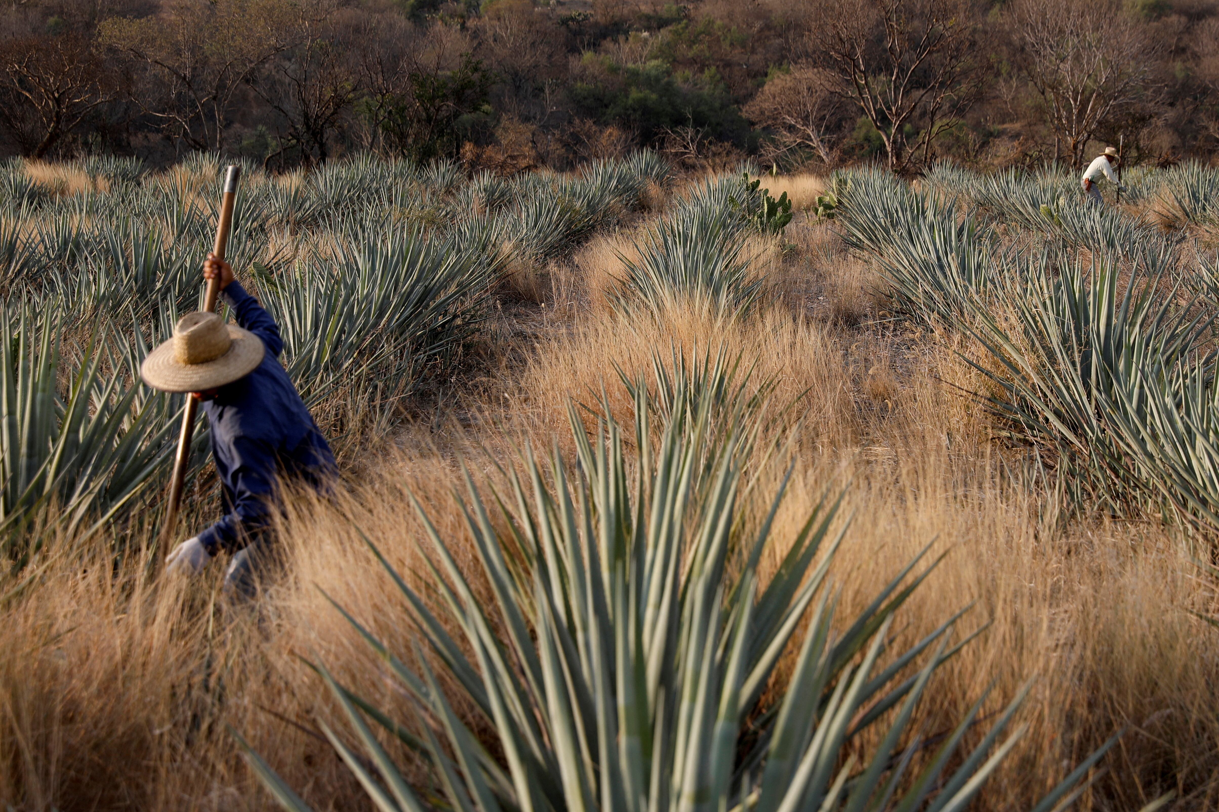 Agaveros dicen que toneladas de plantas de agave terminan pudriéndose por el auge de edulcorantes artificiales. (REUTERS/Carlos Jasso/File Photo)