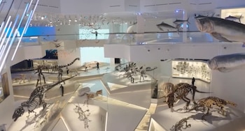 Interior de un museo moderno con múltiples esqueletos de dinosaurios, réplicas de peces grandes y aves voladoras, y personas observando