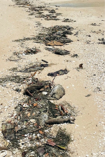 Esta fotografía de la página