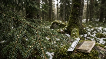 Un primer plano de una rama de abeto con agujas verdes y partículas doradas en un bosque, con un libro y una regla en el fondo.
