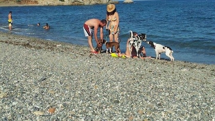 ¿Pueden ir los perros a una playa con bandera azul?