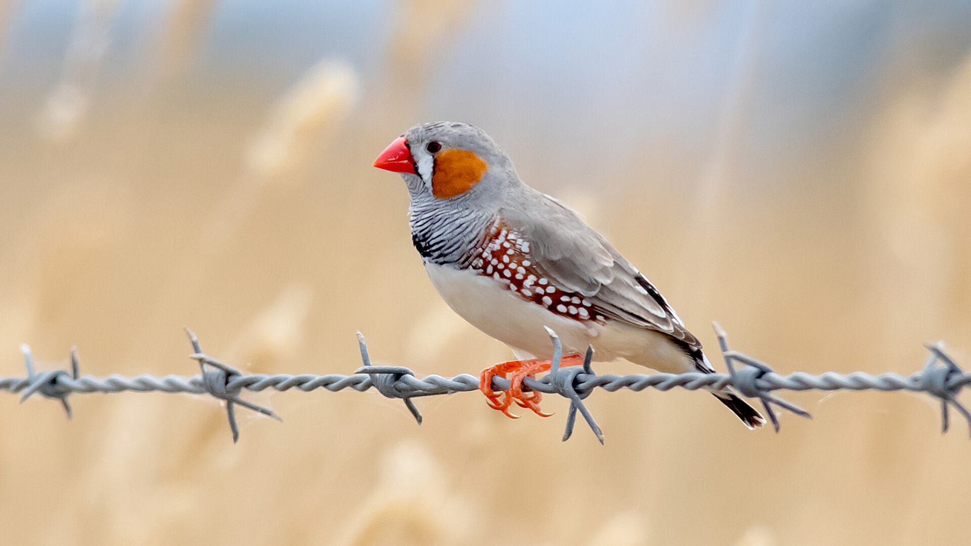 El canto matutino intenso podría favorecer al ave cuando calienta el aparato vocal. Podría también aumentar el éxito reproductivo. ArgentiNat FVSA