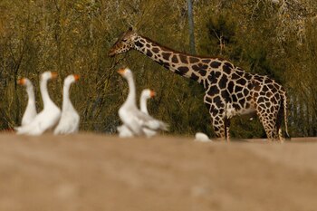 Africam Safari compartió un comunicado