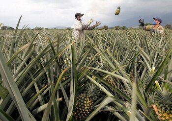 Foto de archivo. Campesinos recolectan