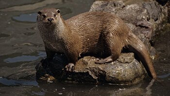 Familia de nutrias fue vista