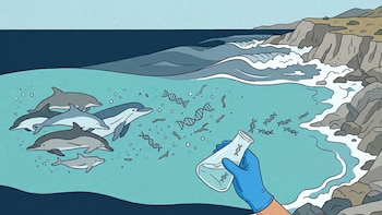El ADN de los delfines presente en el agua de mar podría ser clave para protegerlos de las amenazas ambientales
