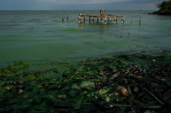 Una capa gruesa de verdín