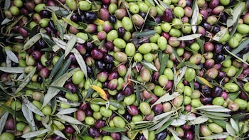 Las exportaciones agroalimentarias españolas a EEUU caen un 10% en 2025 por los aranceles