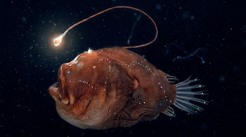 Pez rape marrón oscuro flotando en agua abisal. Tiene piel rugosa, aletas transparentes y un señuelo bioluminiscente brillante en su cabeza.