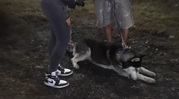 Perrito de Armando. (Captura de