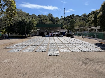 El decomiso de marihuana, avaluado en 3,4 millones de dólares, evitó la distribución de más de 540.000 dosis en mercados ilegales internacionales - crédito prensa Armada de Colombia