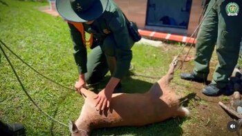 Hace un mes otro venado