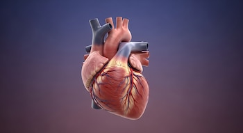 Imagen 3D de un modelo anatómico del corazón humano, en tonos rojos y rosados, con vasos sanguíneos azules y rojos, sobre un fondo degradado azul y morado.