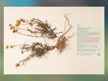 Una de las fichas técnicas