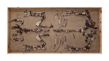 Epiaceratherium itjilik, descubierto en la