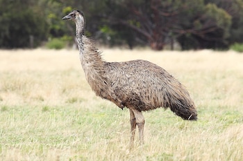 Estas imponentes aves pueden alcanzar