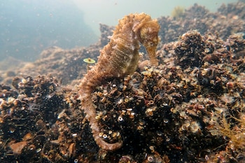 Los caballitos de mar pigmeos son excepcionales artistas del camuflaje (REUTERS)
