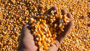 Los ingresos de divisas a