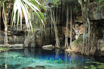 Un cenote con agua turquesa y azul, paredes rocosas, numerosas raíces largas colgando desde el techo y frondosas hojas verdes en la parte superior