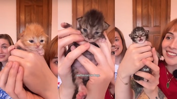 Una pareja rescata a una camada de 7 gatos. (@heycolanda)