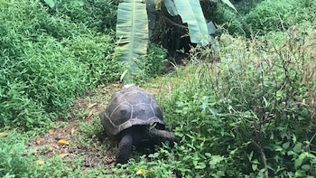 La reintroducción de solo 10 tortugas gigantes de Aldabra en la isla de Aride (Seychelles) ha permitido restablecer en seis meses procesos ecológicos que habían desaparecido hace más de 180 años