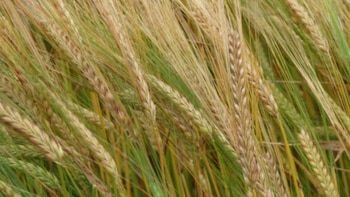 La cebada forrajera sostiene los