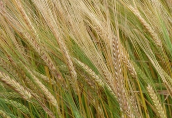 Es muy abultada la producción