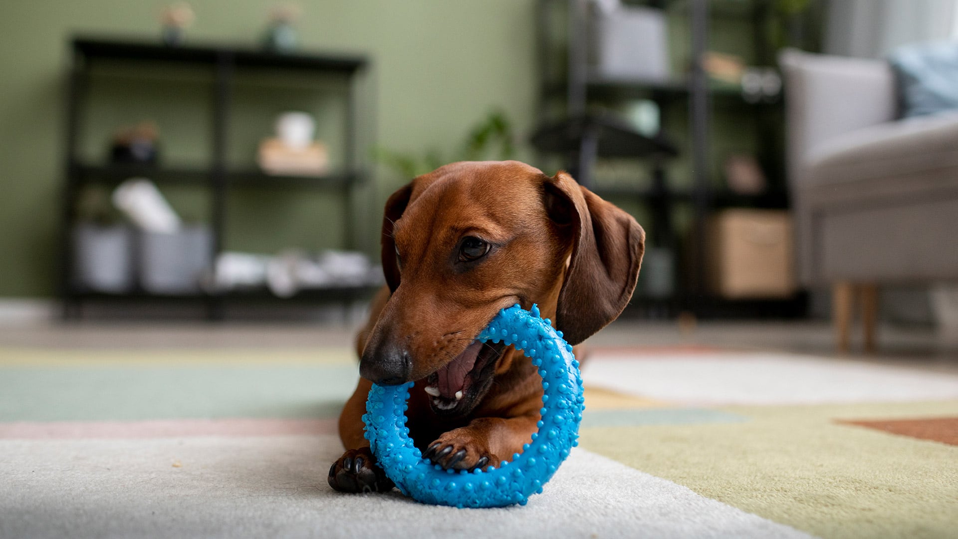 La investigación publicada en PeerJ revela que la lectura de gestos y posturas caninas depende del estado emocional de quien observa (Freepik)