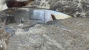 En Cozumel, los mapaches crean sus propios juguetes (y beben margaritas)
