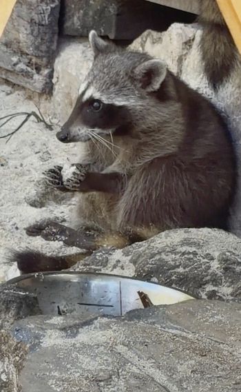 An undated still image from video by Nessie O’Neil of one in a family of pygmy raccoons, near a beach club on Mexico’s island of Cozumel, that learned from one another to craft paper balls and play with them. Scientists said the activity is an indication that the animals have a culture. (Nessie O’Neil via The New York Times) — NO SALES; FOR EDITORIAL USE ONLY WITH RACCOONS TOYS BY TAYLOR MITCHELL BROWN FOR SEPT. 25, 2026. ALL OTHER USE PROHIBITED.