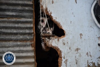 Los animales fueron atendido por