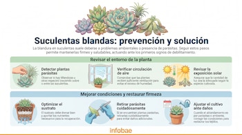 Infografía con seis viñetas ilustradas sobre el cuidado de suculentas. Muestra la prevención del ablandamiento con revisión de entorno, sustrato y eliminación de parásitas.
