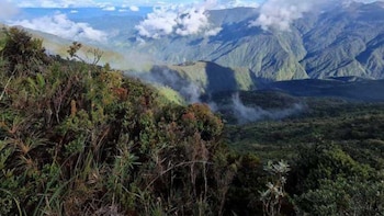 La identificación de Oreoryzomys hesperus
