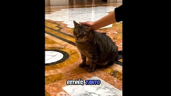 Michistro - Panchito - Día Internacional del Gato - Palacio de Gobierno - Perú - historia - 8 agosto