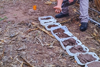Con reservas altas y napas en ascenso, el INTA propone ajustar el manejo para convertir más agua disponible en mejores resultados productivos agrícolas