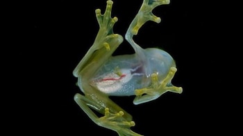 Perú alberga más de 620 especies de ranas y es considerado un paraíso mundial de anfibios. (Foto: Agencia Andina)