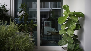 El ficus panderata es una