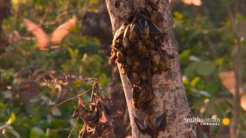 La deforestación en Zambia amenaza