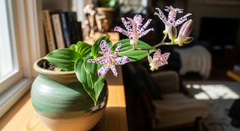 Un Lirio sapo con flores blancas y moradas moteadas y hojas verdes en una maceta verde y beige, sobre un alféizar de madera junto a una ventana.