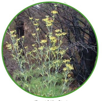 Ayuda a producir leche materna
Foto: