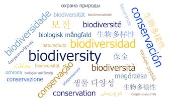 El alcalde local de Suba,