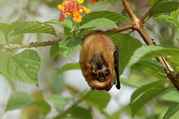 Vista de un murciélago rojo
