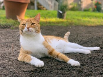 Desde las primeras semanas que