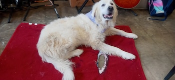 Moose siempre mostró un comportamiento