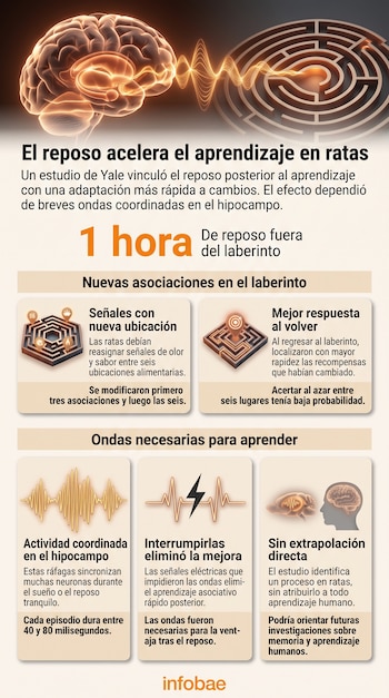 Infografía sobre el descanso y el aprendizaje en ratas, con diagramas de un cerebro, un laberinto, ondas cerebrales y cuadros de texto explicativos.