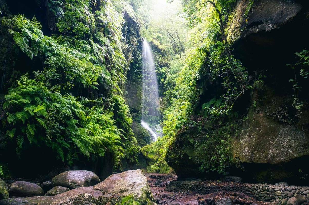 El bosque de laurisilva estrella de La Palma está en el nordeste de la isla, a 24 kilómetros por carretera de la ciudad de Santa Cruz. (Turismo de las Islas Canarias)