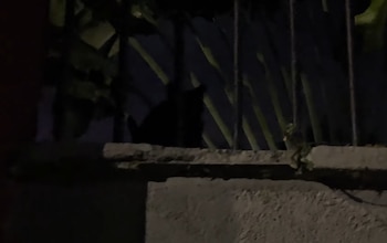 La figura de los gatos