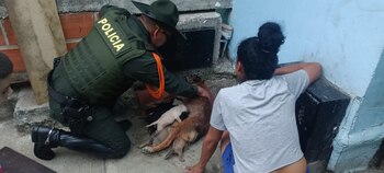 La canina quedó con dificultad