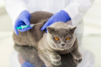 Un veterinario aplica una inyección en un gato (Experto Animal)
